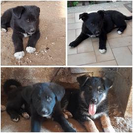 Cuccioli di cane