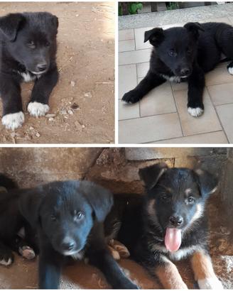 Cuccioli di cane