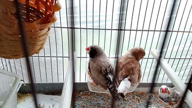 Diamantini bengalini