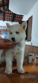 Cuccioli husky siberiani