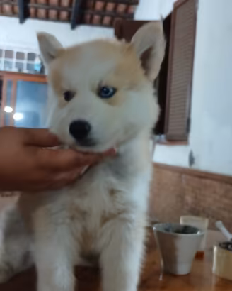 Cuccioli husky siberiani