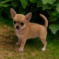 Super chihuahua pedigree enci