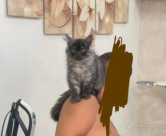 Gattino siberiano di 4 mesi