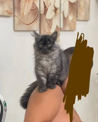 Gattino siberiano di 4 mesi