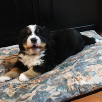 Bovaro del bernese cuccioli con pedigree