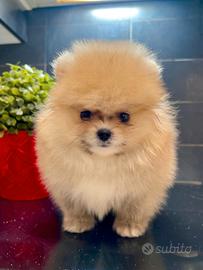 Spitz Pomerania nano