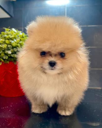 Spitz Pomerania nano