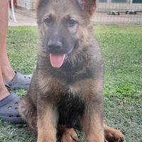 Ultimo maschio di Pastore tedesco