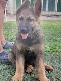 Ultimo maschio di Pastore tedesco