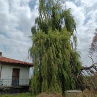 grande faggio / salice