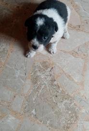 cuccioli taglia piccola 
