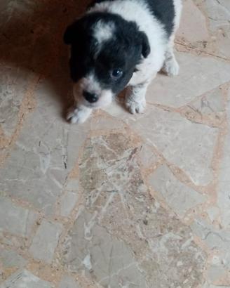 cuccioli taglia piccola 