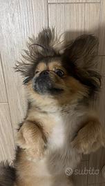 Cane maschio chiede femminuccia per accoppiamento