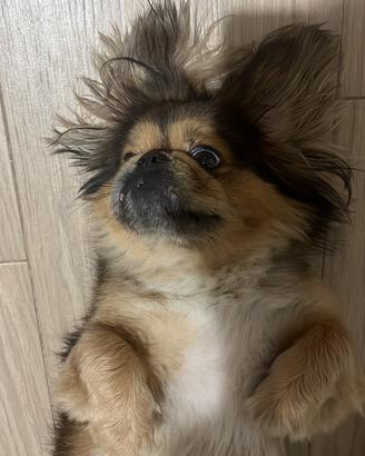 Cane maschio chiede femminuccia per accoppiamento