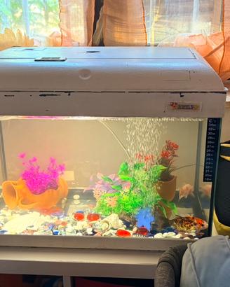 Acquario
