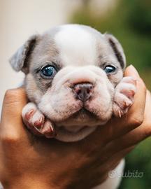 Bulldog francese