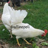 Galline ovaiole varie colorazioni