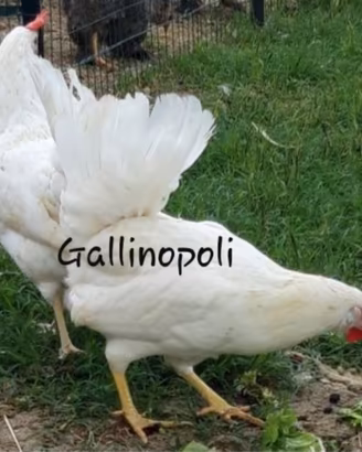 Galline ovaiole varie colorazioni