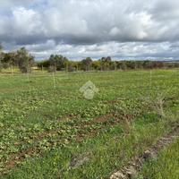 TER. AGRICOLO A ALEZIO