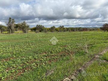 TER. AGRICOLO A ALEZIO