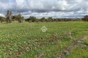 TER. AGRICOLO A ALEZIO