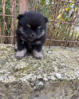 Spitz pomerania linea americana mini toy
