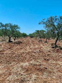 Terreni agricoli Uliveto
