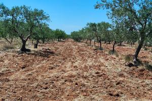 Terreni agricoli Uliveto