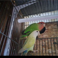 Coppia inseparabili