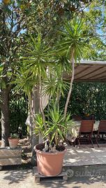 2 piante di yucca(tronchetto)3,5 mt
