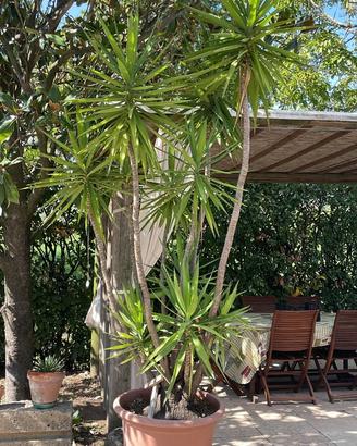 2 piante di yucca(tronchetto)3,5 mt