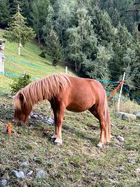 Pony femmina