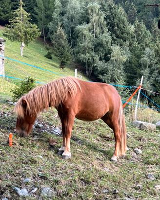 Pony femmina