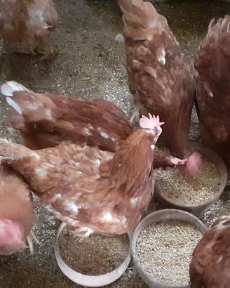 Galline