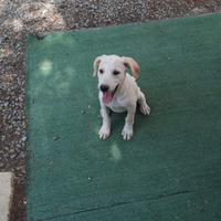 Cuccioli incrocio Labrador