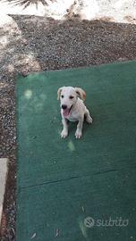 Cuccioli incrocio Labrador