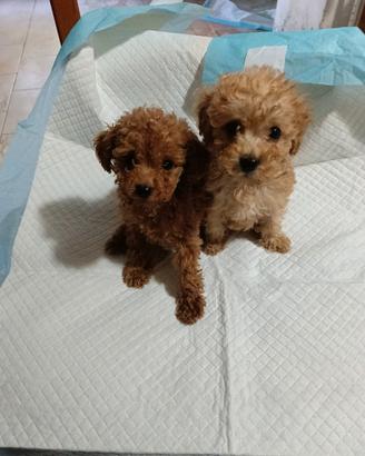 Cuccioli di barboncino Toy e mini Toy