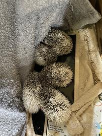 Cuccioli di riccio africano