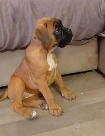 Cuccioli di BOXER