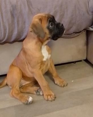 Cuccioli di BOXER