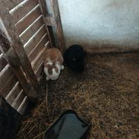 Conigli da carne ibridi