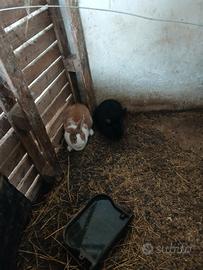 Conigli da carne ibridi