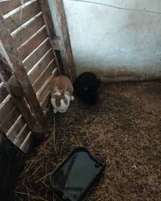 Conigli da carne ibridi