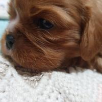 Cavalier king Charles Spaniel