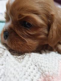 Cavalier king Charles Spaniel