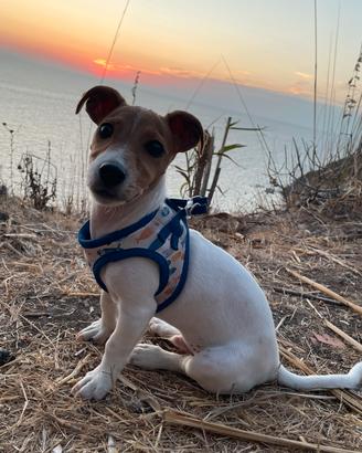Jack Russell Terrier