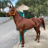 Cavallo