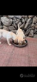 Ultimi 2 splendidi cuccioli di labrador