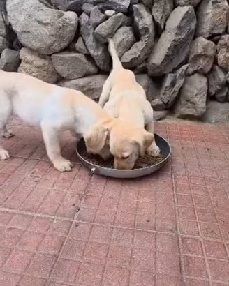 Ultimi 2 splendidi cuccioli di labrador