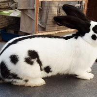 Coniglio Papillion